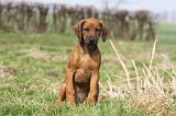 RODESIAN RIDGEBACK 128